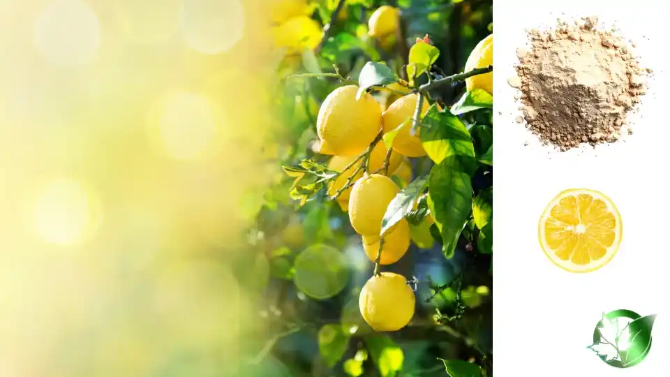 Wholesale packaging for Lemon Jelly Powder can be planned for grocery retail, catering and restaurant channels, customer-brand, or industrial-scale distribution.